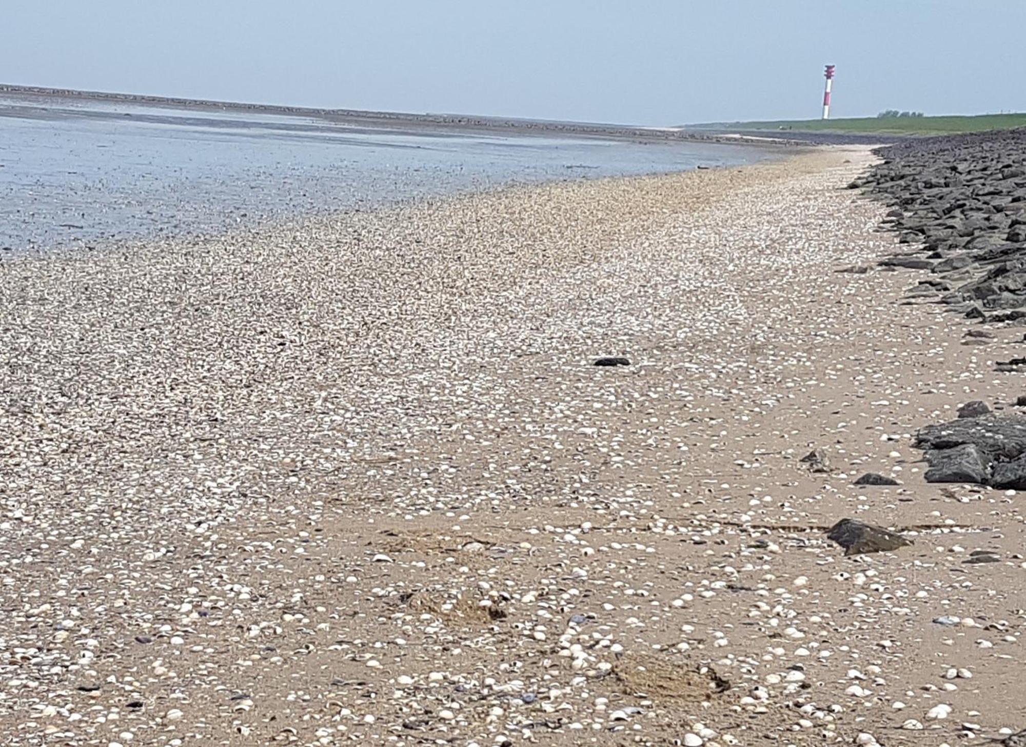 Haus Am Meer Eckwarden Butjadingen Εξωτερικό φωτογραφία